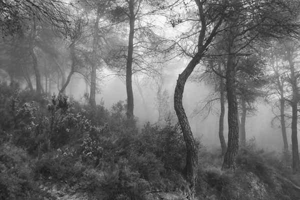 Nebelwald in Spanien